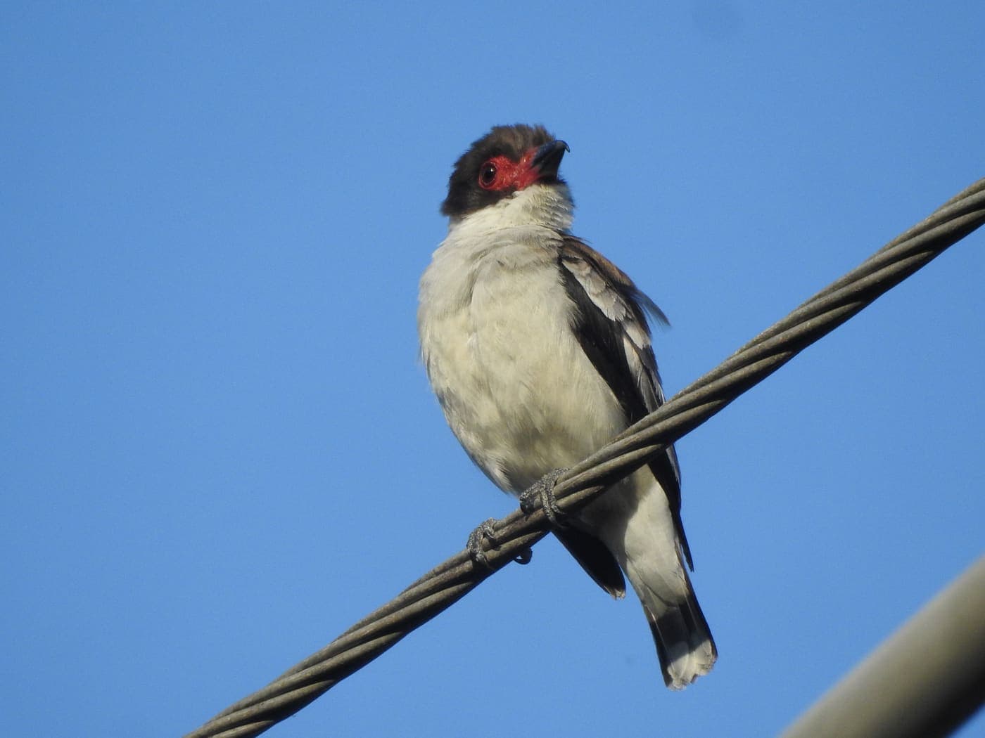 Tour de Aves y Naturaleza - foto 3