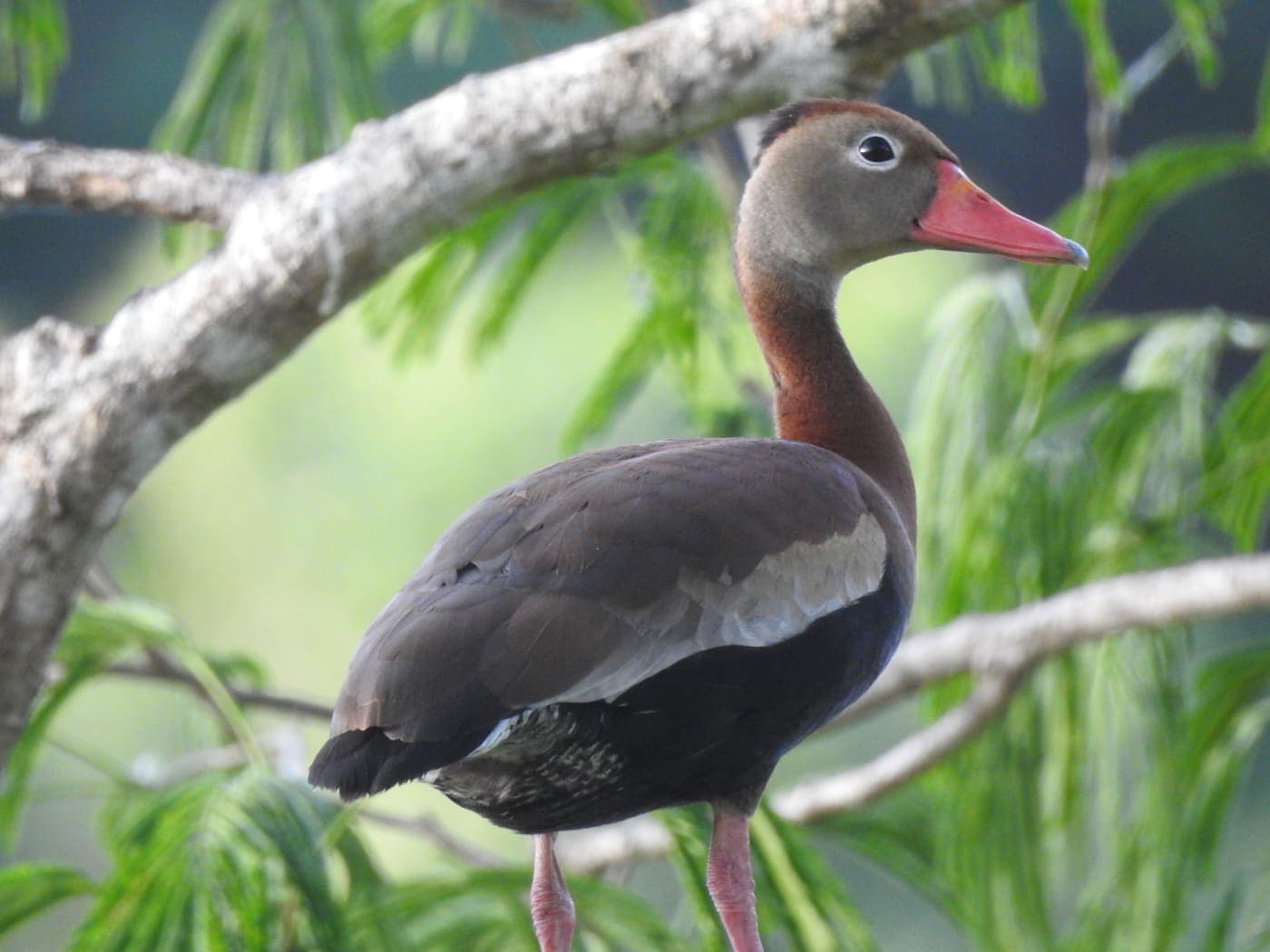 Tour de Aves y Naturaleza - foto 4