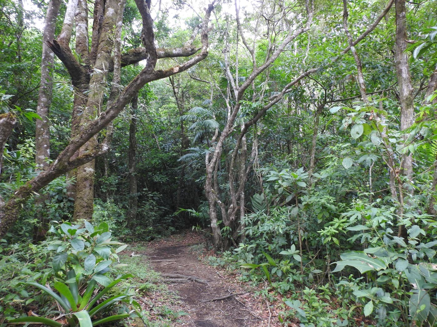 Camino al Cráter del Volcán Miravalles - foto 2