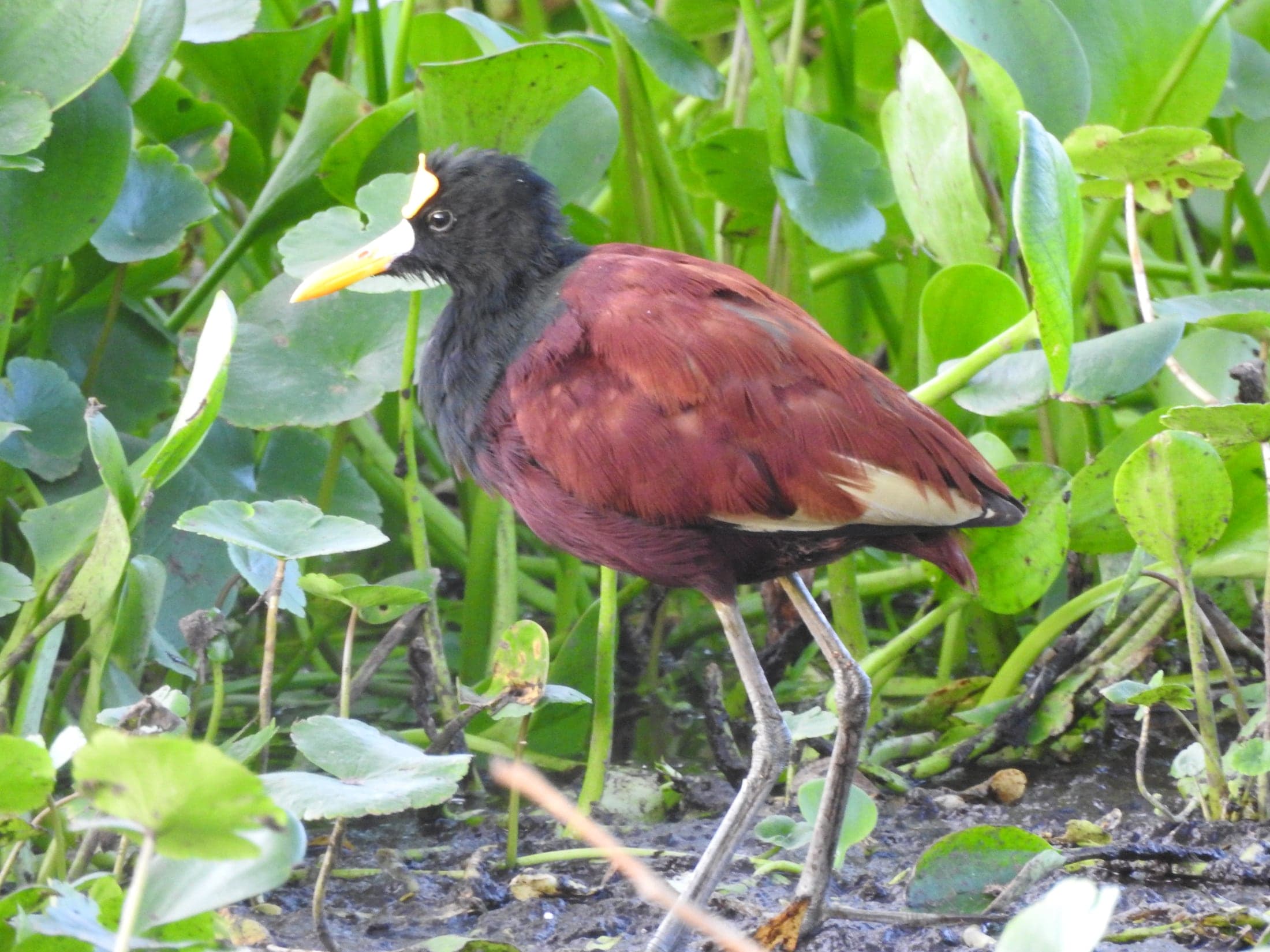Tour de Aves y Naturaleza - foto 2